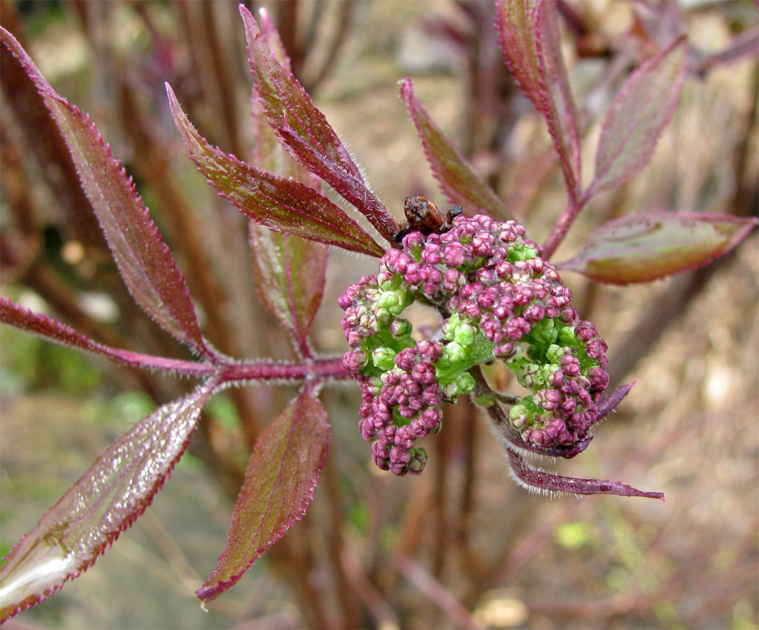 Image of Sambucus sibirica specimen.