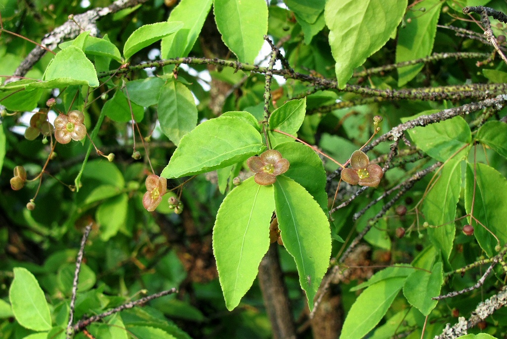 Изображение особи Euonymus verrucosus.