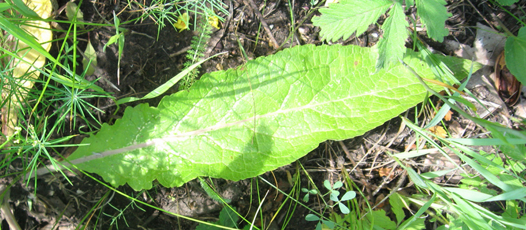 Image of Verbascum lychnitis specimen.