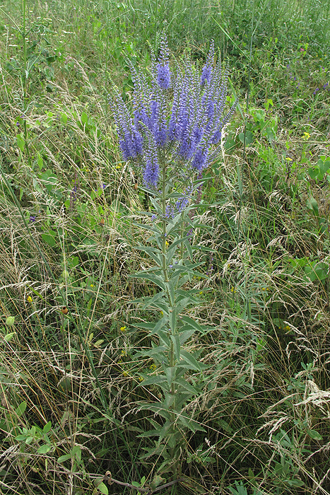 Image of Veronica spuria specimen.