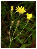 Crepis paludosa. Соцветия. Республика Татарстан, Волжско-Камский заповедник, 29.06.2005.