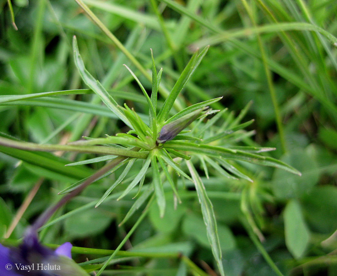 Изображение особи Viola declinata.