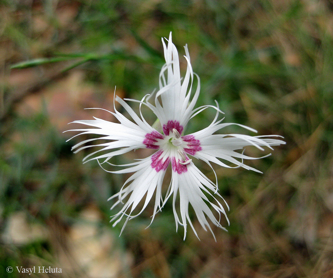 Image of Dianthus pseudosquarrosus specimen.