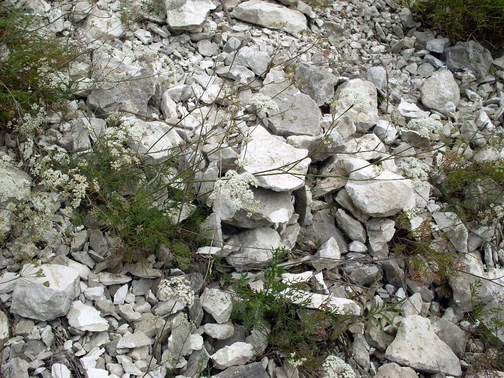 Image of Pimpinella tragium specimen.