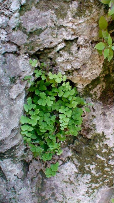 Изображение особи Adiantum capillus-veneris.