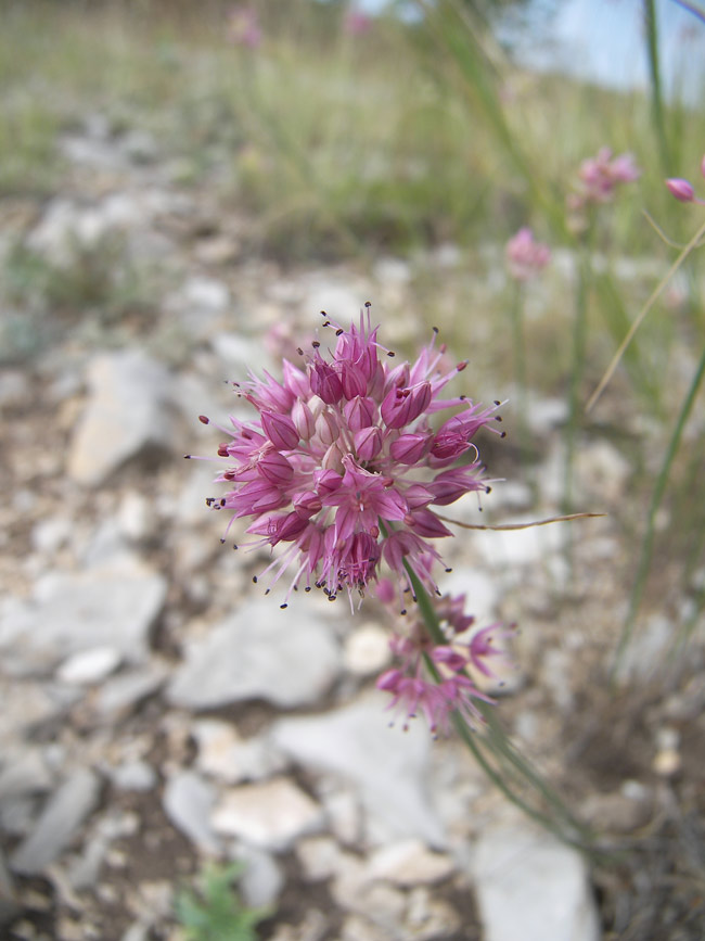 Image of Allium globosum specimen.