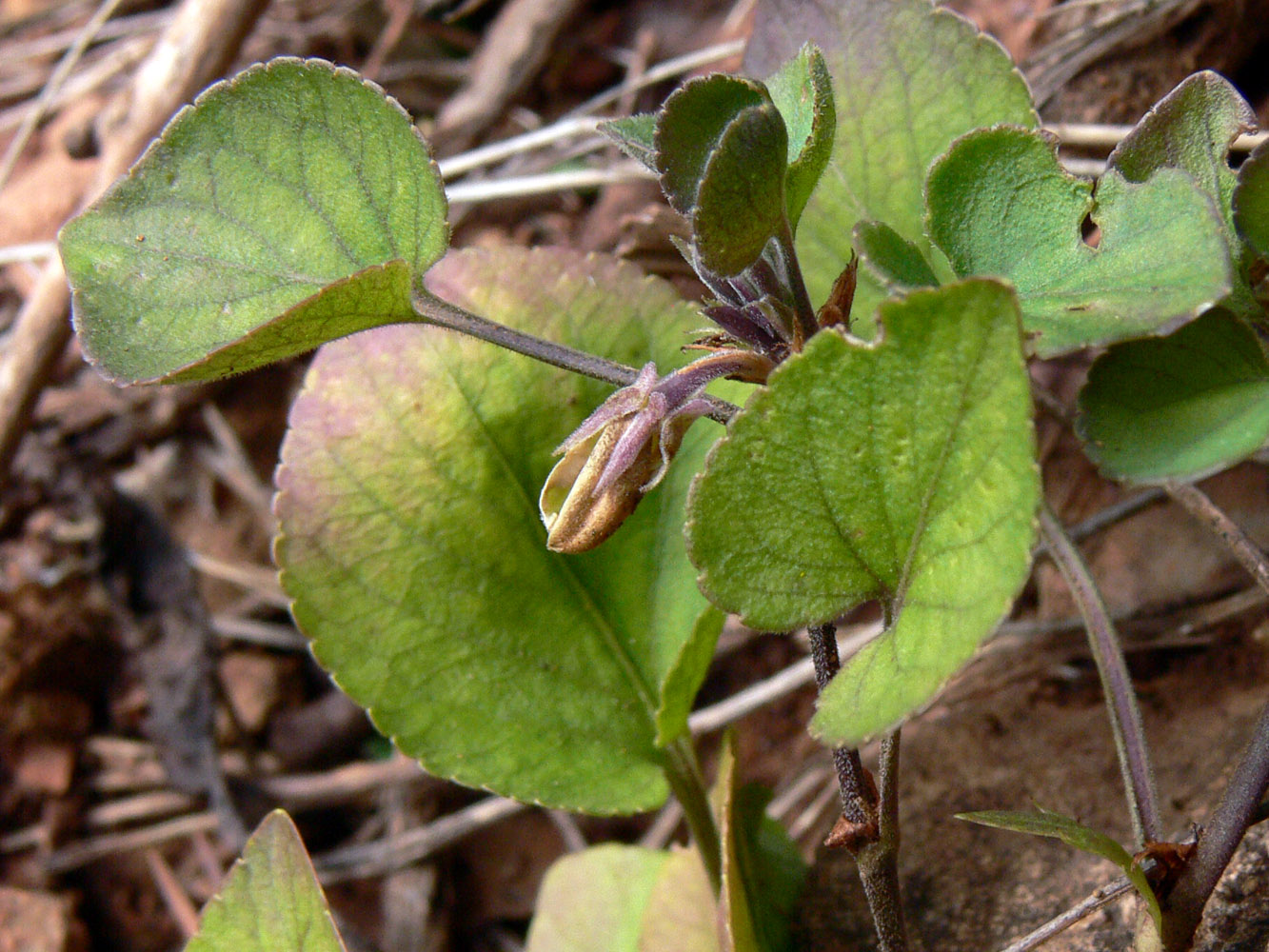 Image of Viola rupestris specimen.