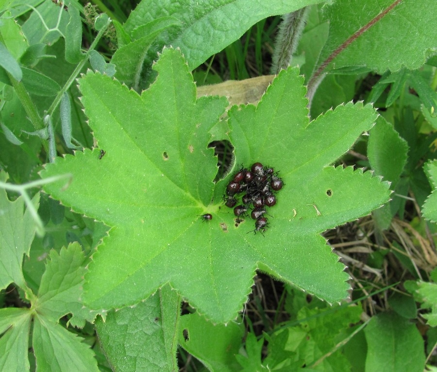 Изображение особи род Alchemilla.