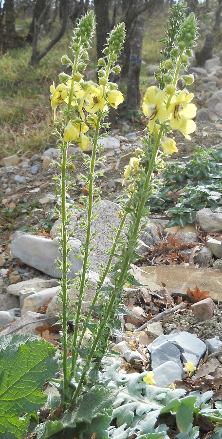 Image of Verbascum spectabile specimen.