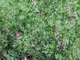 Смотреть изображение Fumaria vaillantii