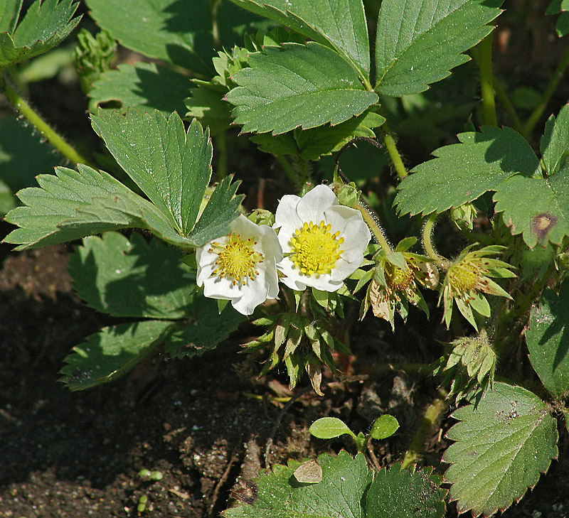 Image of Fragaria &times; ananassa specimen.