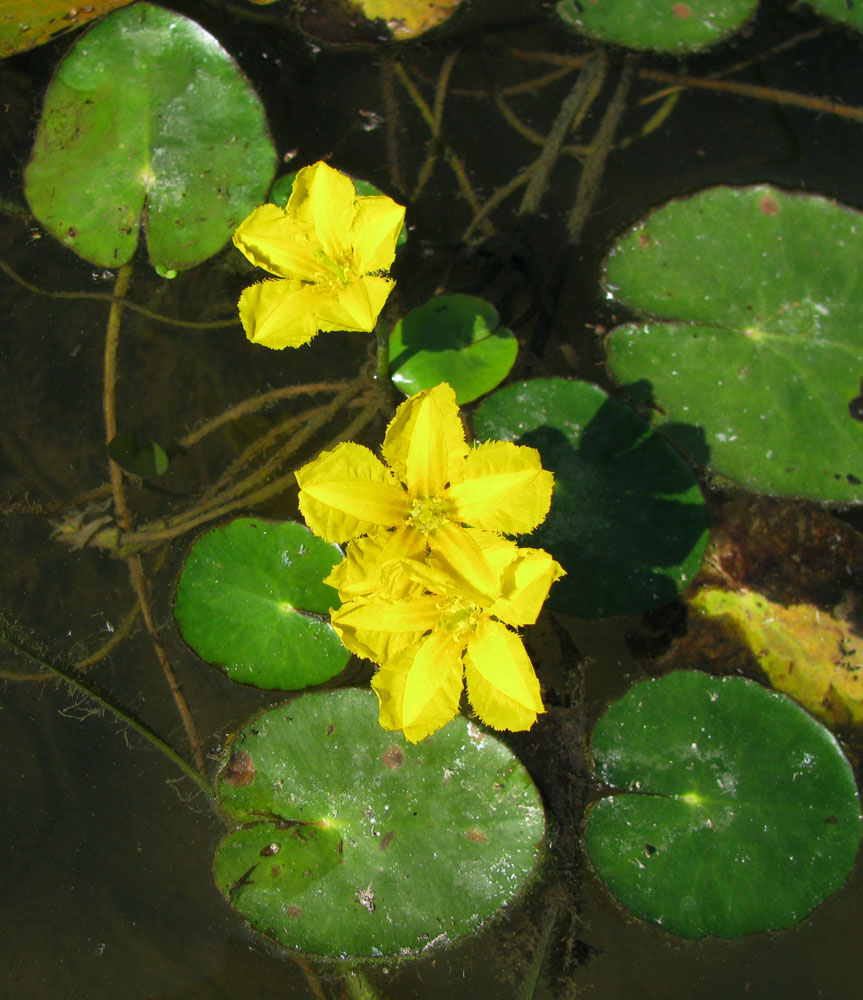 Image of Nymphoides peltata specimen.