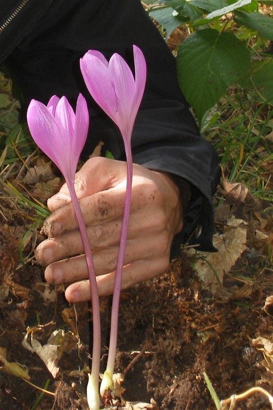 Изображение особи Colchicum speciosum.