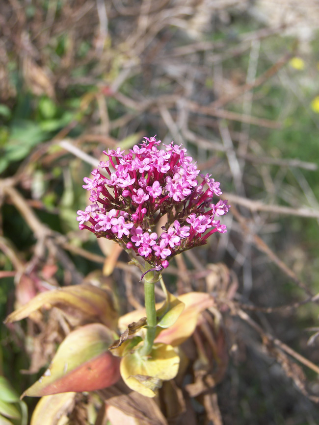 Image of Centranthus ruber specimen.