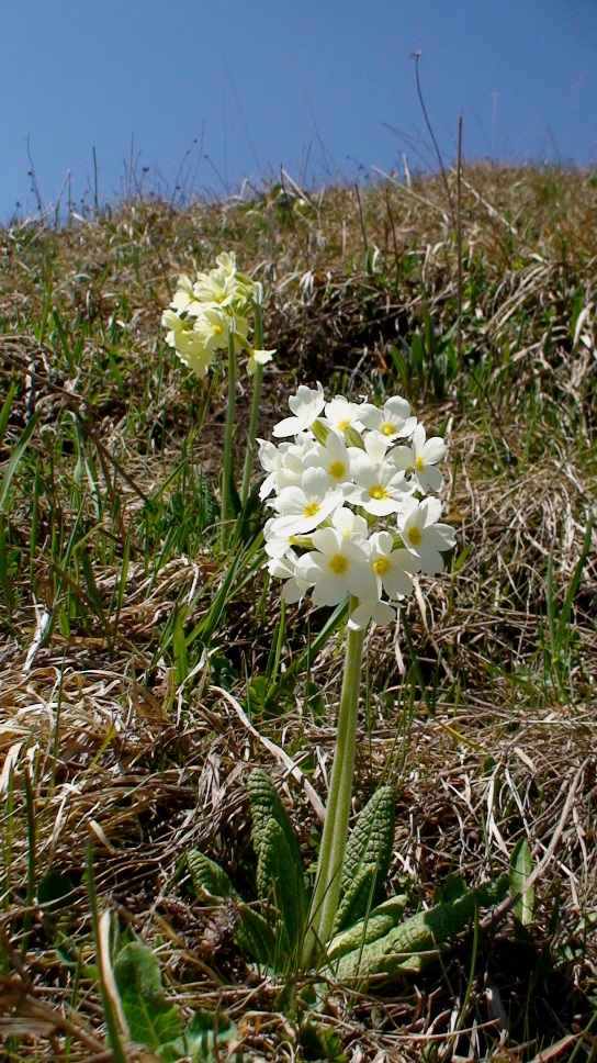 Image of Primula pallasii specimen.