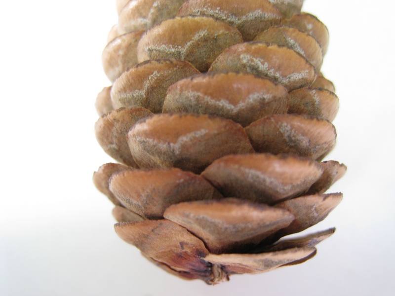 Image of Picea obovata specimen.