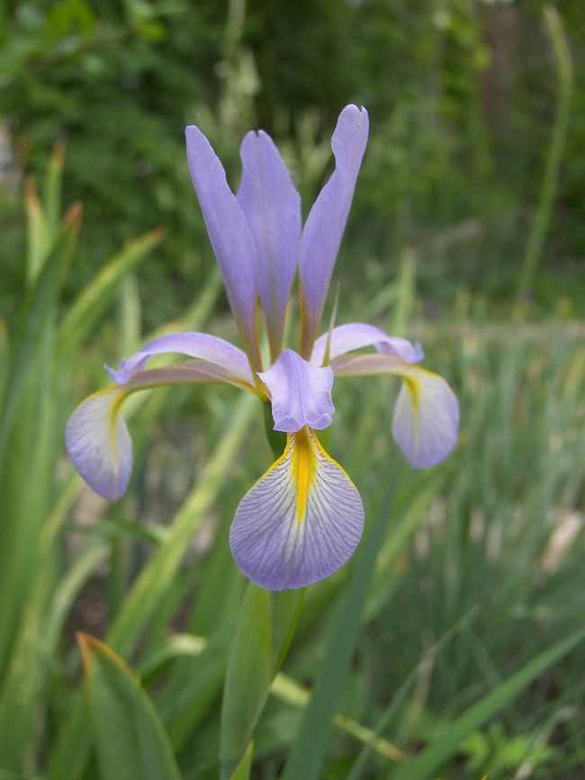 Image of genus Iris specimen.