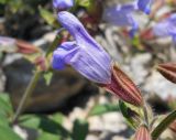Salvia tomentosa. Цветок. Крым, окр. г. Ялта, хр. Иограф. 23 июня 2012 г.