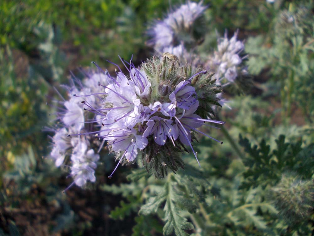 Изображение особи Phacelia tanacetifolia.