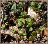 Glechoma hederacea. Перезимовавшие листья. Чувашия, окр. г. Шумерля, водозабор, берег р. Сура. 8 апреля 2009 г.