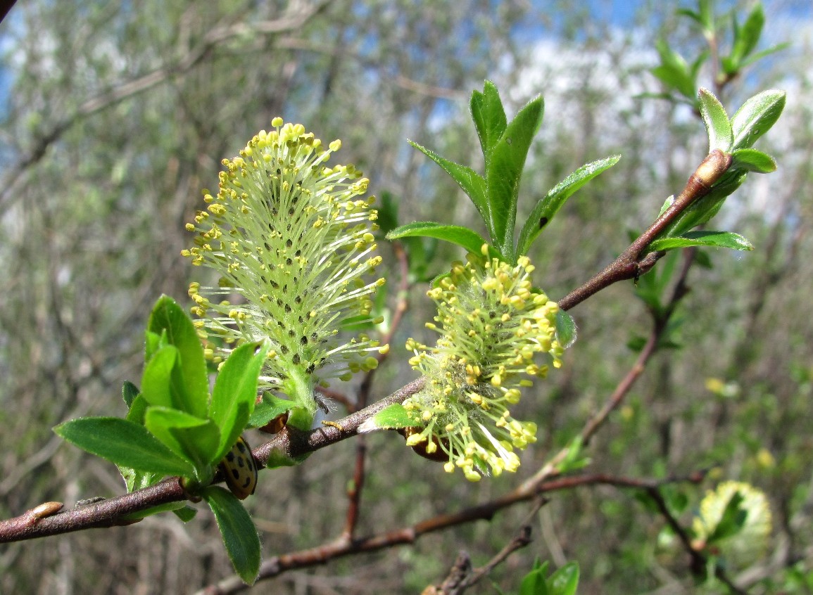 Image of Salix borealis specimen.