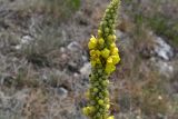 Verbascum densiflorum. Часть соцветия. ЮЗ Крым, Байдарская долина, гора Лысая. 3 июля 2012 г.