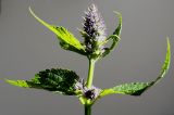 Agastache rugosa. Верхушка побега с соцветиями. Германия, г. Кемпен, в парке. 22.07.2012.