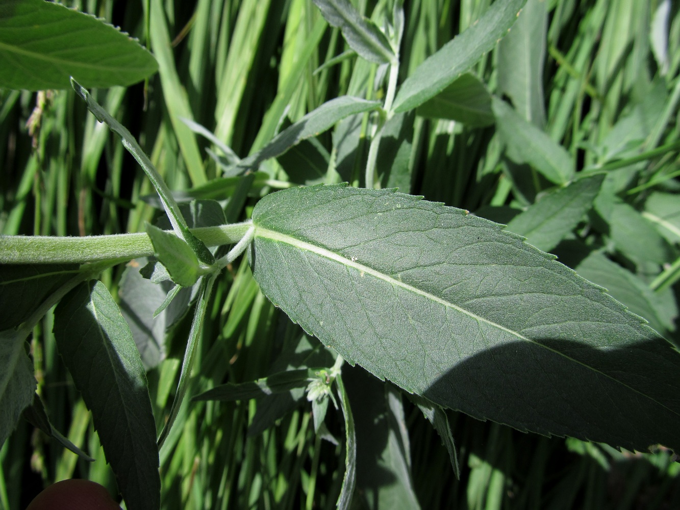 Изображение особи Mentha longifolia.