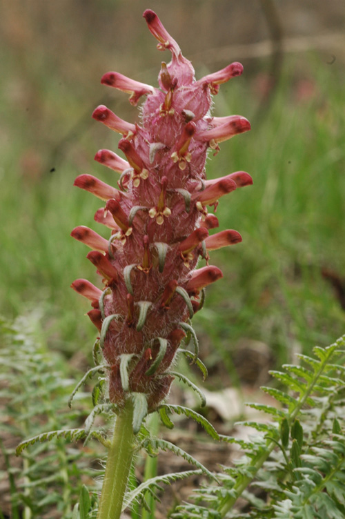 Image of Pedicularis alberti specimen.