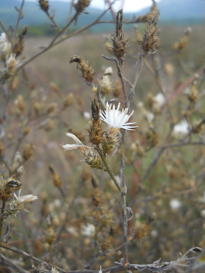 Изображение особи Centaurea diffusa.