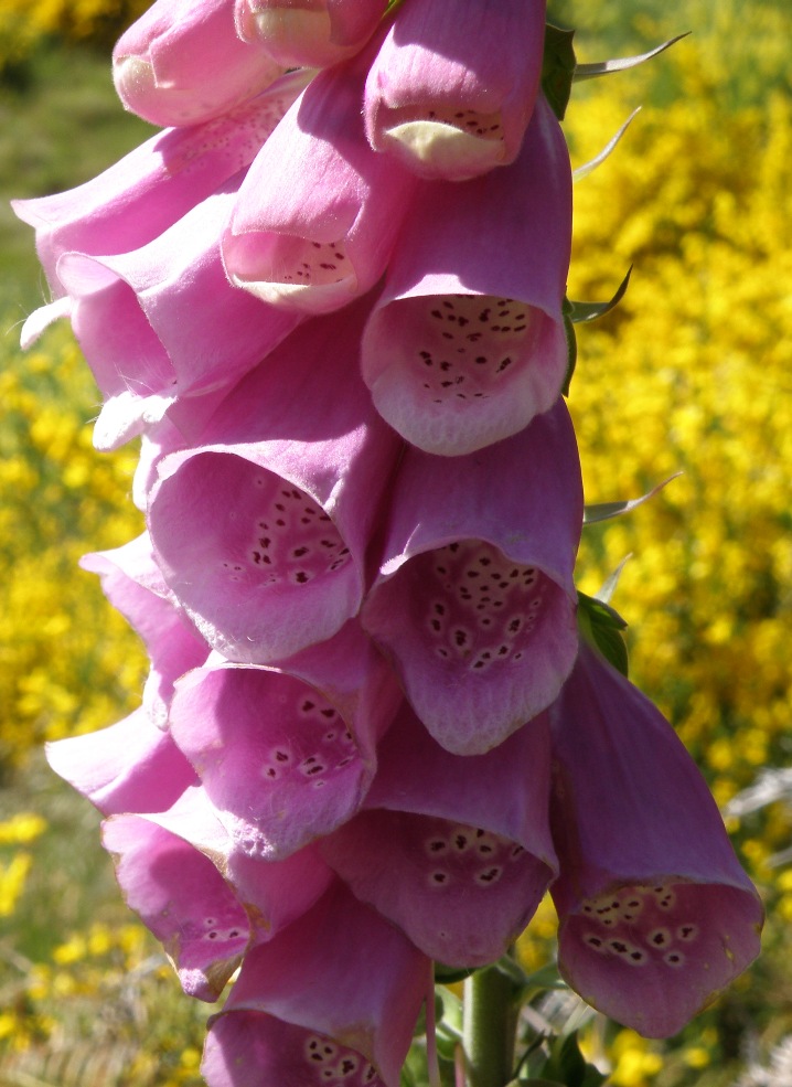 Image of Digitalis purpurea specimen.