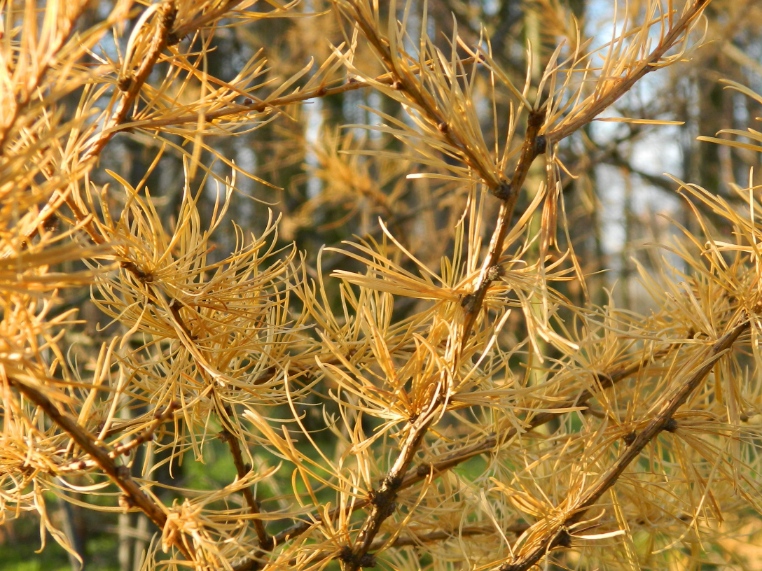 Image of Larix sibirica specimen.