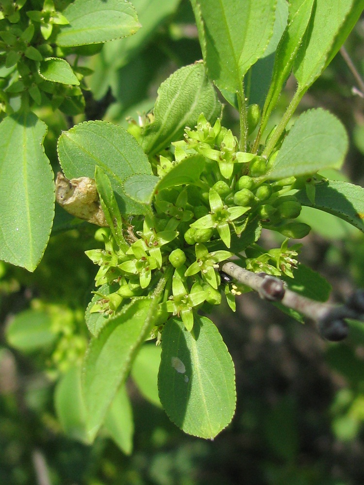 Image of Rhamnus cathartica specimen.