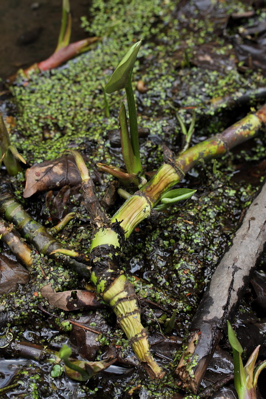 Image of Calla palustris specimen.