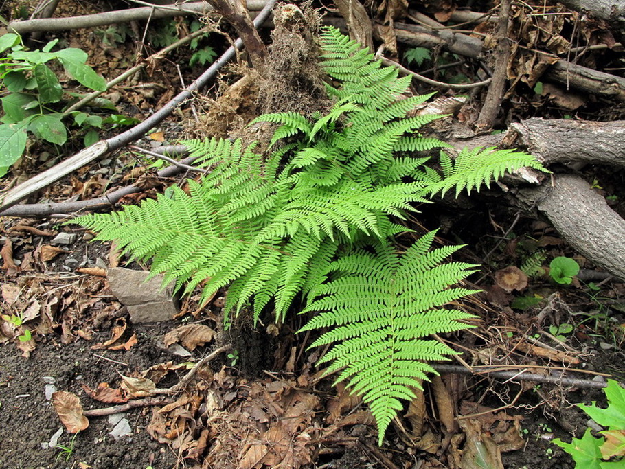 Image of Athyrium monomachii specimen.