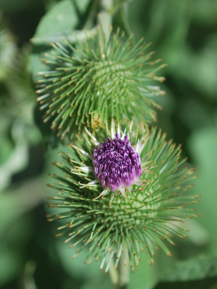 Изображение особи Arctium leiospermum.