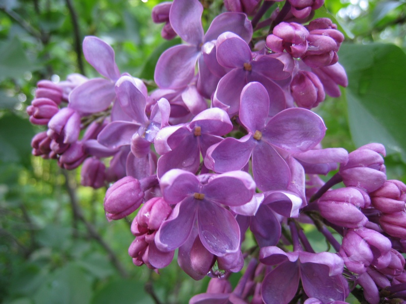 Изображение особи Syringa vulgaris.