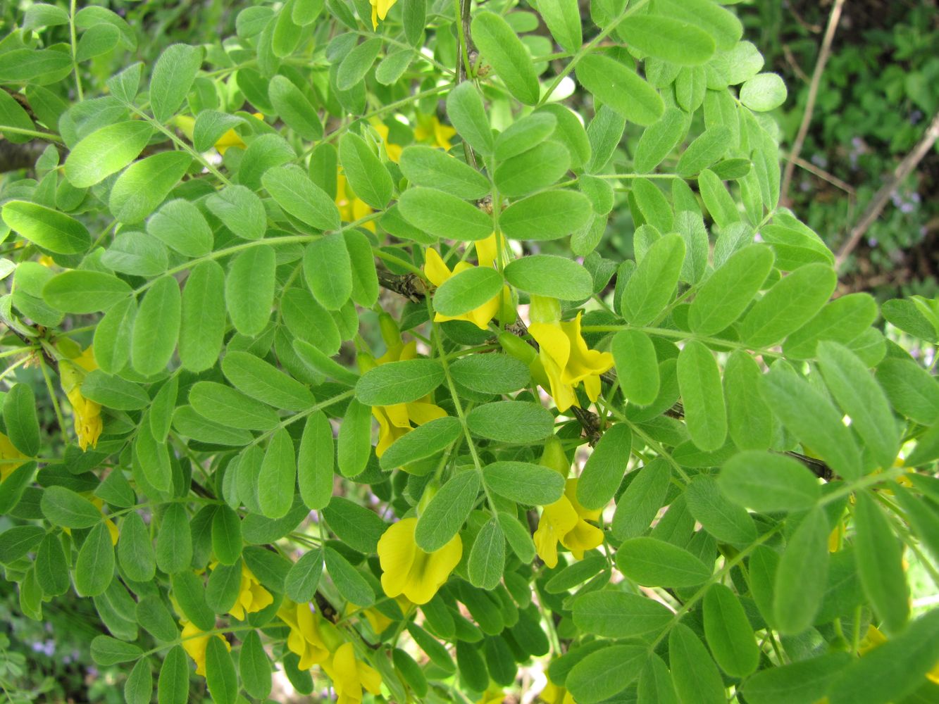 Image of Caragana arborescens specimen.