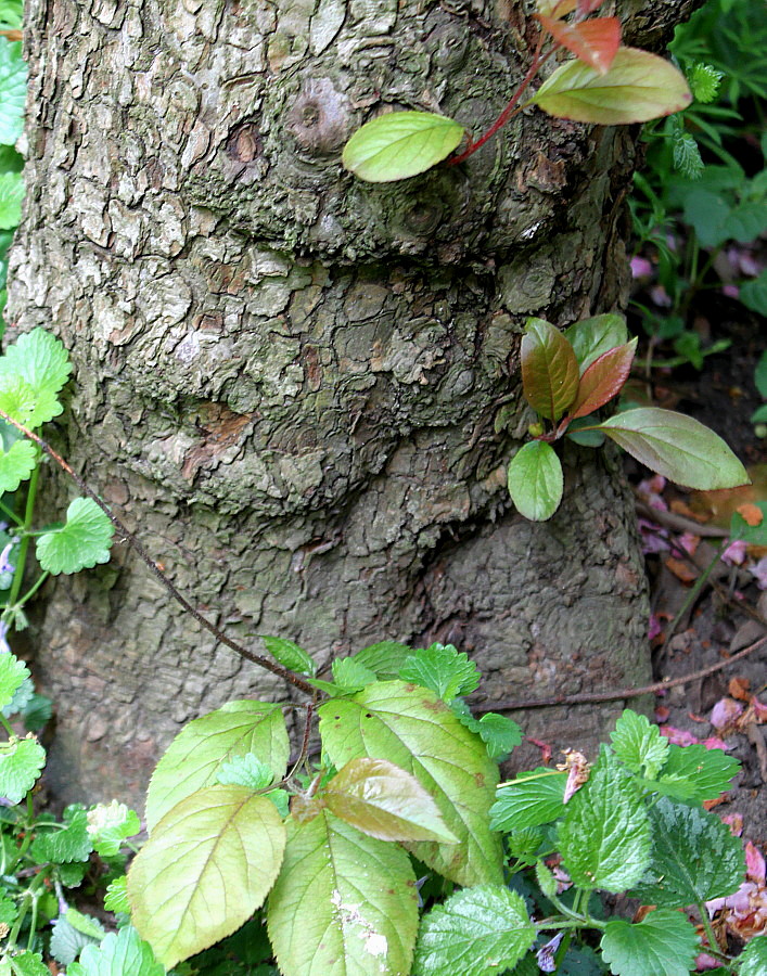 Image of Malus &times; purpurea specimen.