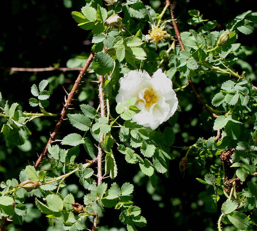 Изображение особи Rosa hemisphaerica.