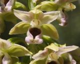 Epipactis helleborine подвид degenii