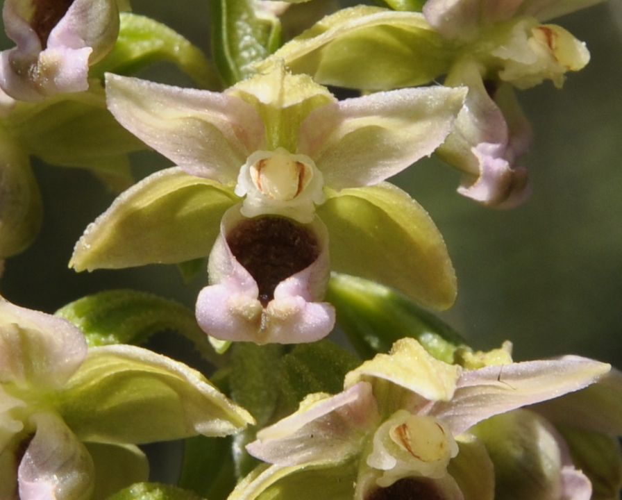 Изображение особи Epipactis helleborine ssp. degenii.