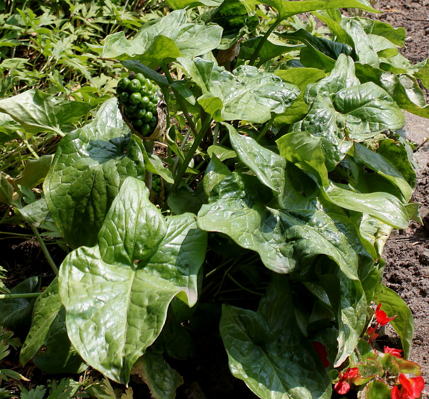 Image of genus Arum specimen.