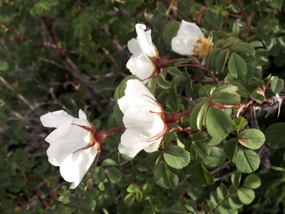 Image of Rosa fedtschenkoana specimen.