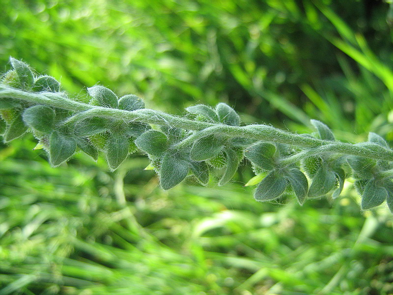 Image of Cynoglossum officinale specimen.