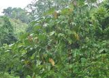 Macaranga gigantea. Часть кроны плодоносящего дерева. Таиланд, национальный парк Си Пханг-нга. 21.06.2013.