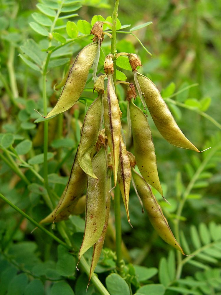 Изображение особи Vicia sylvatica.