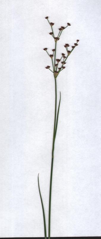 Image of Juncus articulatus specimen.