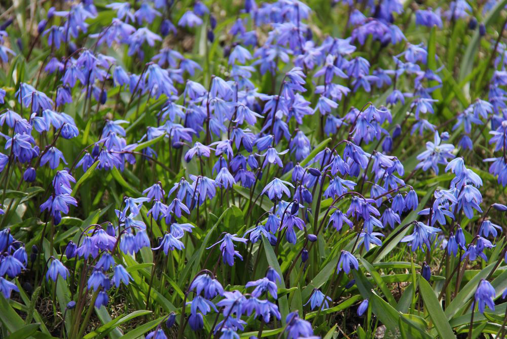 Image of Scilla siberica specimen.