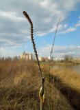 Salix cinerea. Побег с видоизменённой верхушечной почкой (?). Московская обл., Электрогорск, берег Стахановского озера. 18.04.2014.